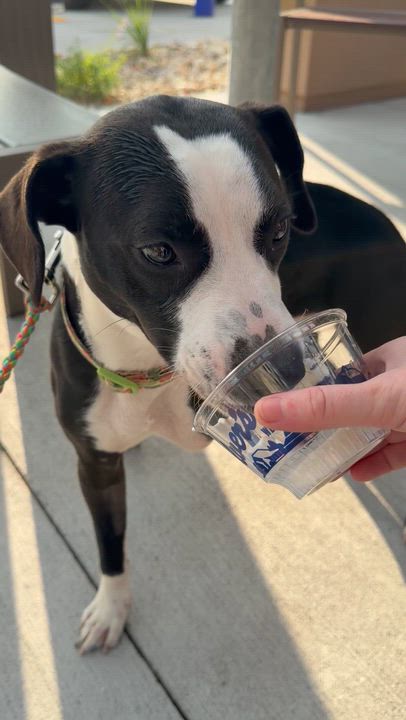 Enlarge Faye, a Adopted mixed breed in Bettendorf, IA video 4/6