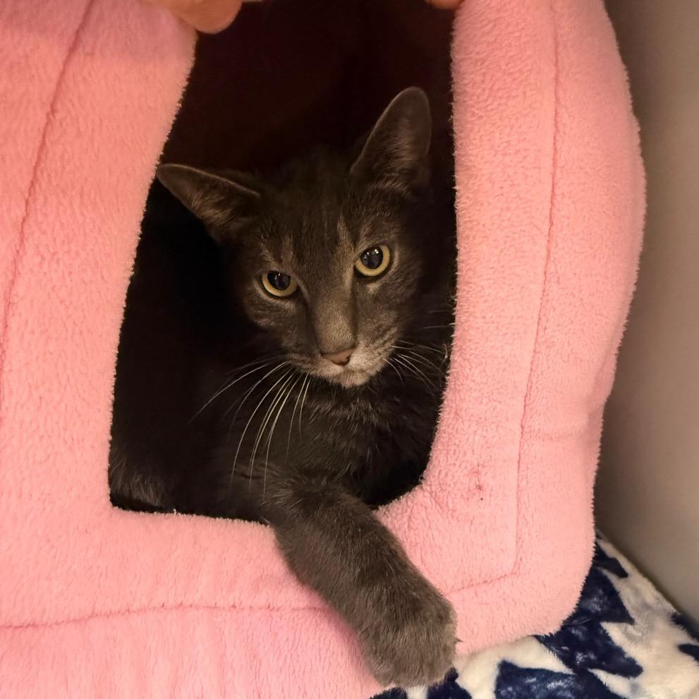 Enlarge Gonzo, a Adoptable Domestic Short Hair in Sarasota, FL image 1/6