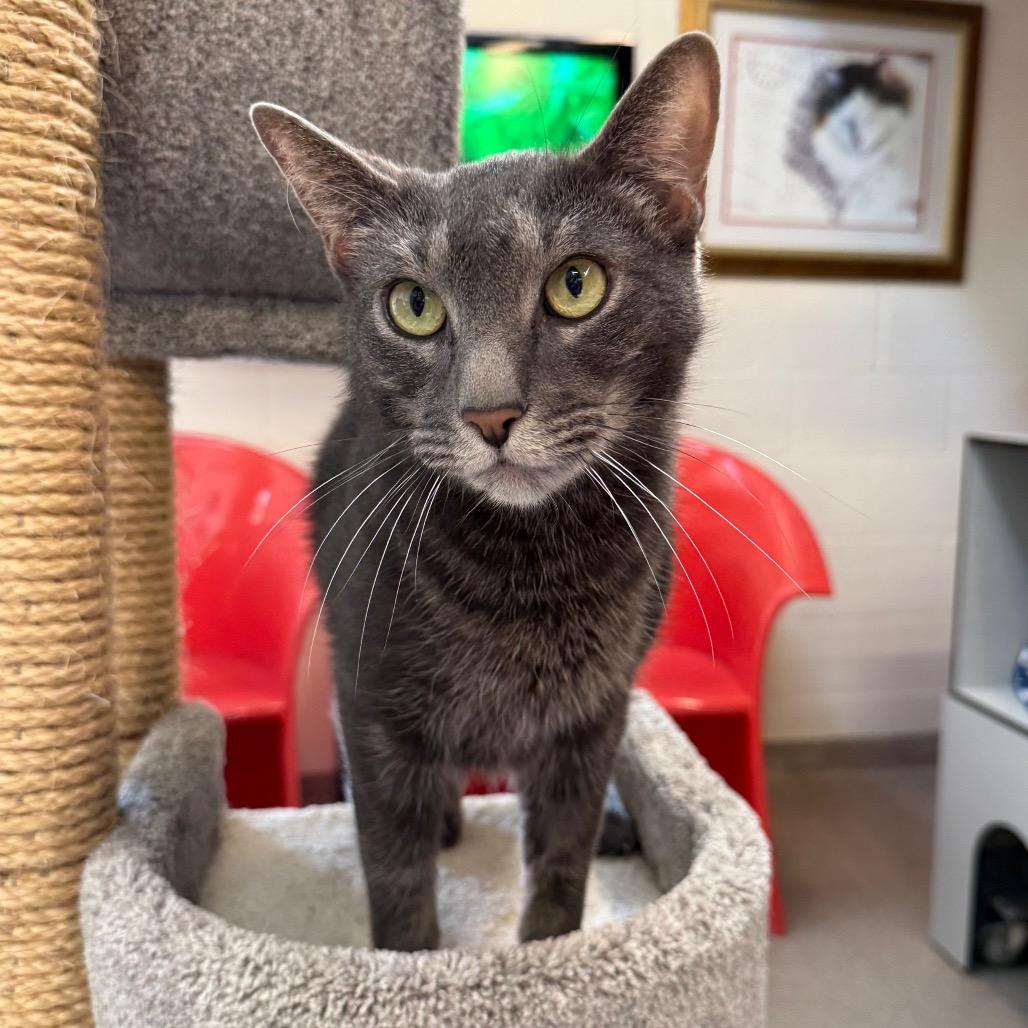 Enlarge Gonzo, a Adoptable Domestic Short Hair in Sarasota, FL image 2/6