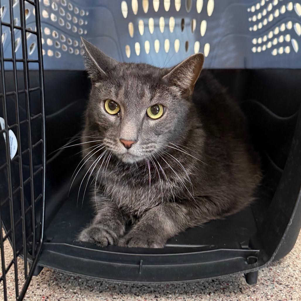 Enlarge Gonzo, a Adoptable Domestic Short Hair in Sarasota, FL image 2/6