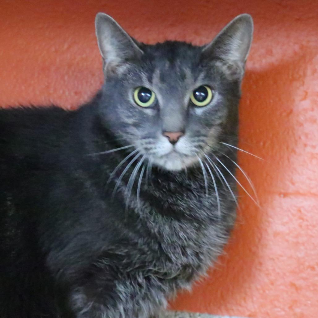 Enlarge Gonzo, a Adoptable Domestic Short Hair in Sarasota, FL image 4/6