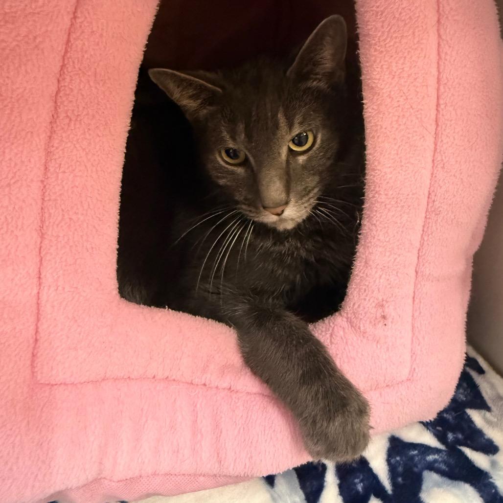 Enlarge Gonzo, a Adoptable Domestic Short Hair in Sarasota, FL image 5/6