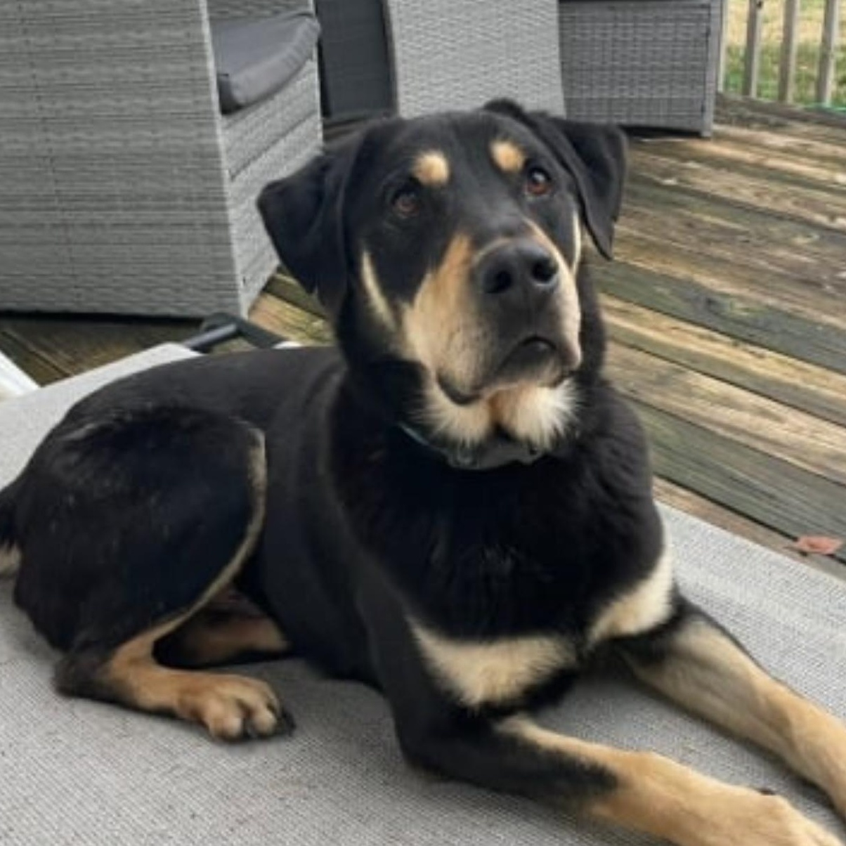 2111 Xander, Adoptable, Adult Male Shepherd.