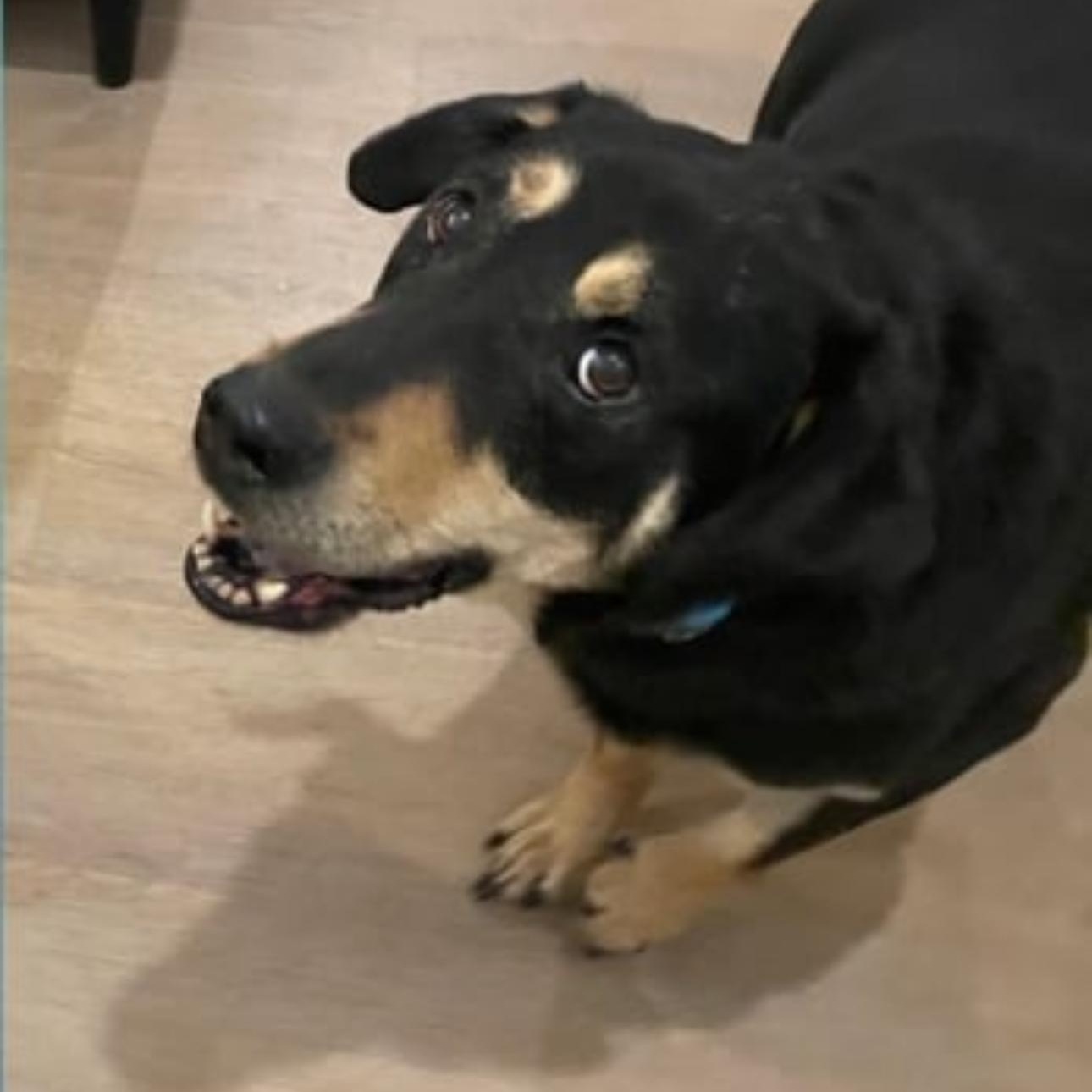 Enlarge 2111 Xander, a Adoptable Shepherd in Springfield, MO image 3/3