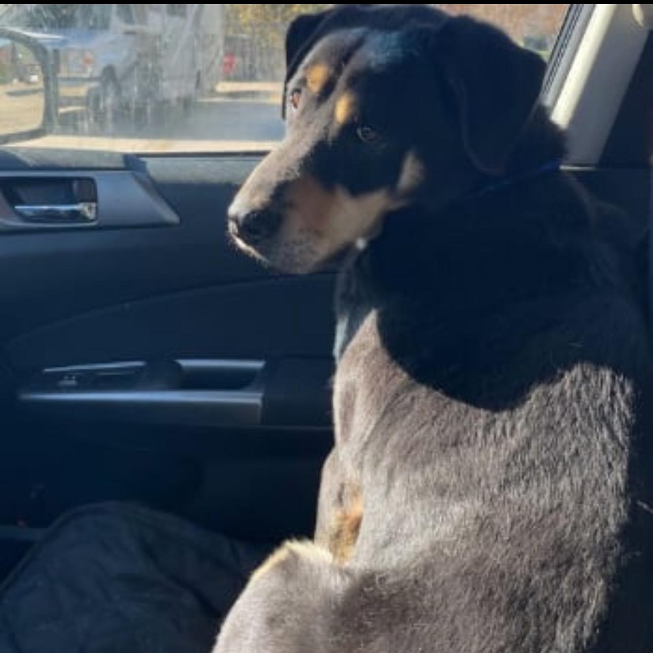 Enlarge 2111 Xander, a Adoptable Shepherd in Springfield, MO image 2/3