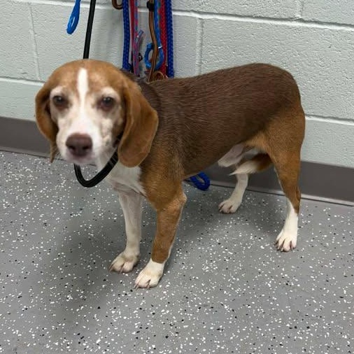 Enlarge Rusty, an adopted Beagle in Bardstown, KY image 3/3