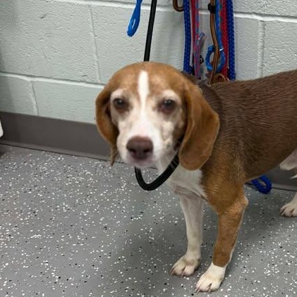Enlarge Rusty, an adopted Beagle in Bardstown, KY image 1/3