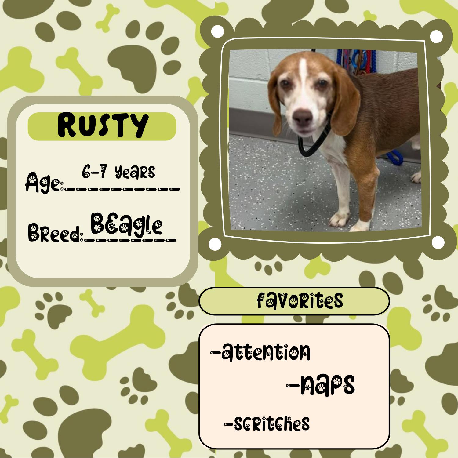 Enlarge Rusty, an adopted Beagle in Bardstown, KY image 2/3