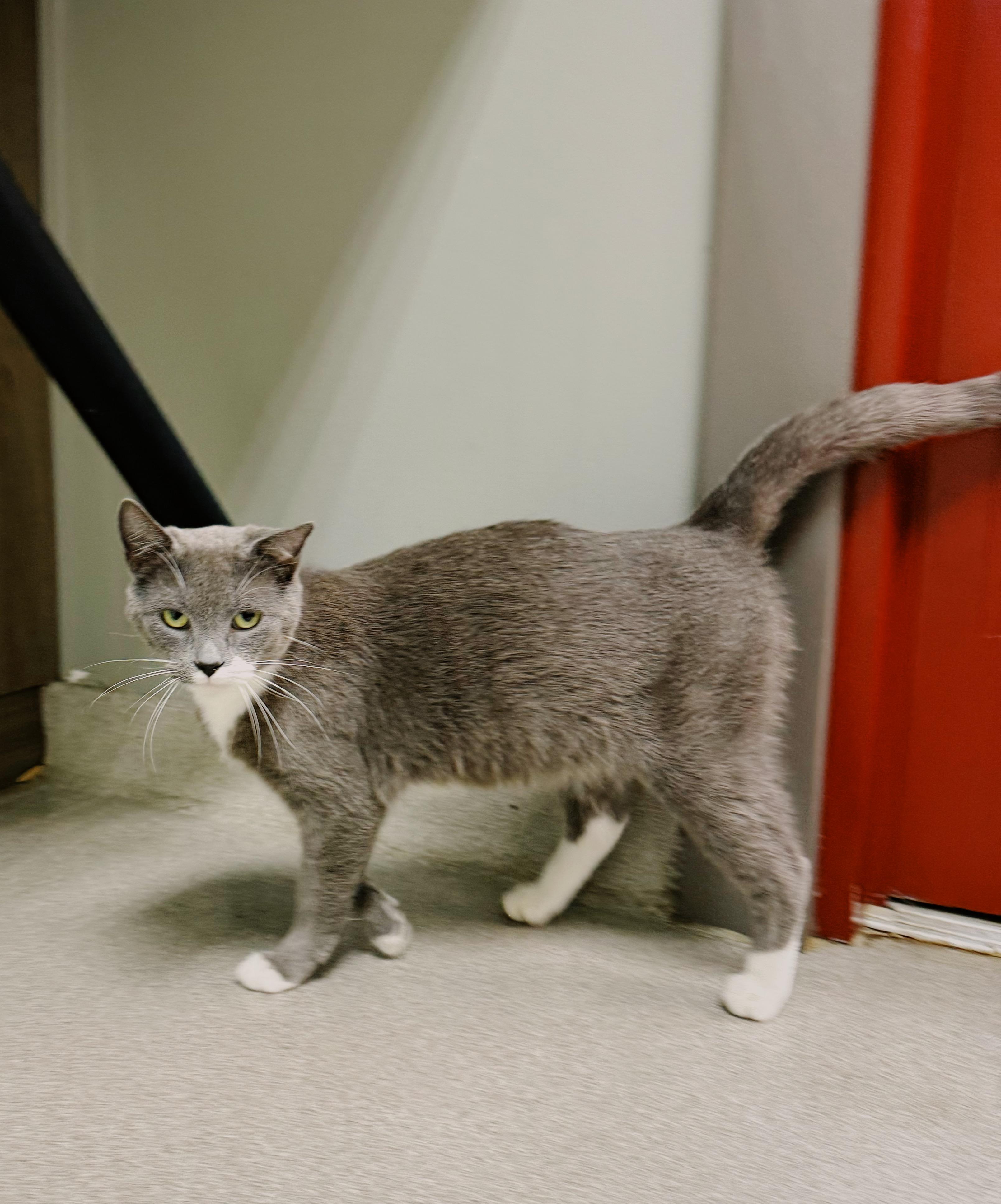 Enlarge Evie, an adopted mixed breed in BOONE, NC image 2/3