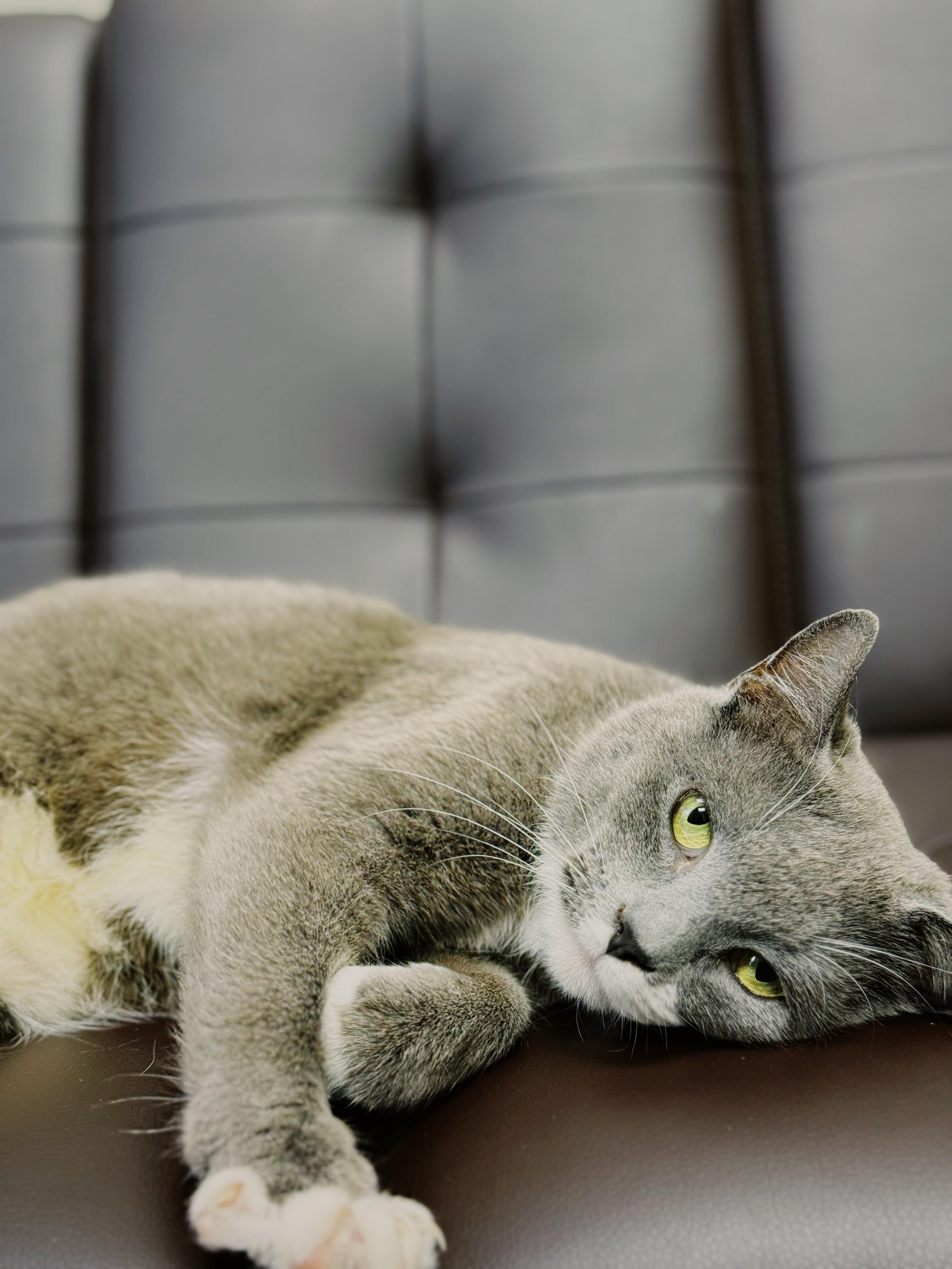 Evie, adopted, Adult Female Domestic Short Hair.