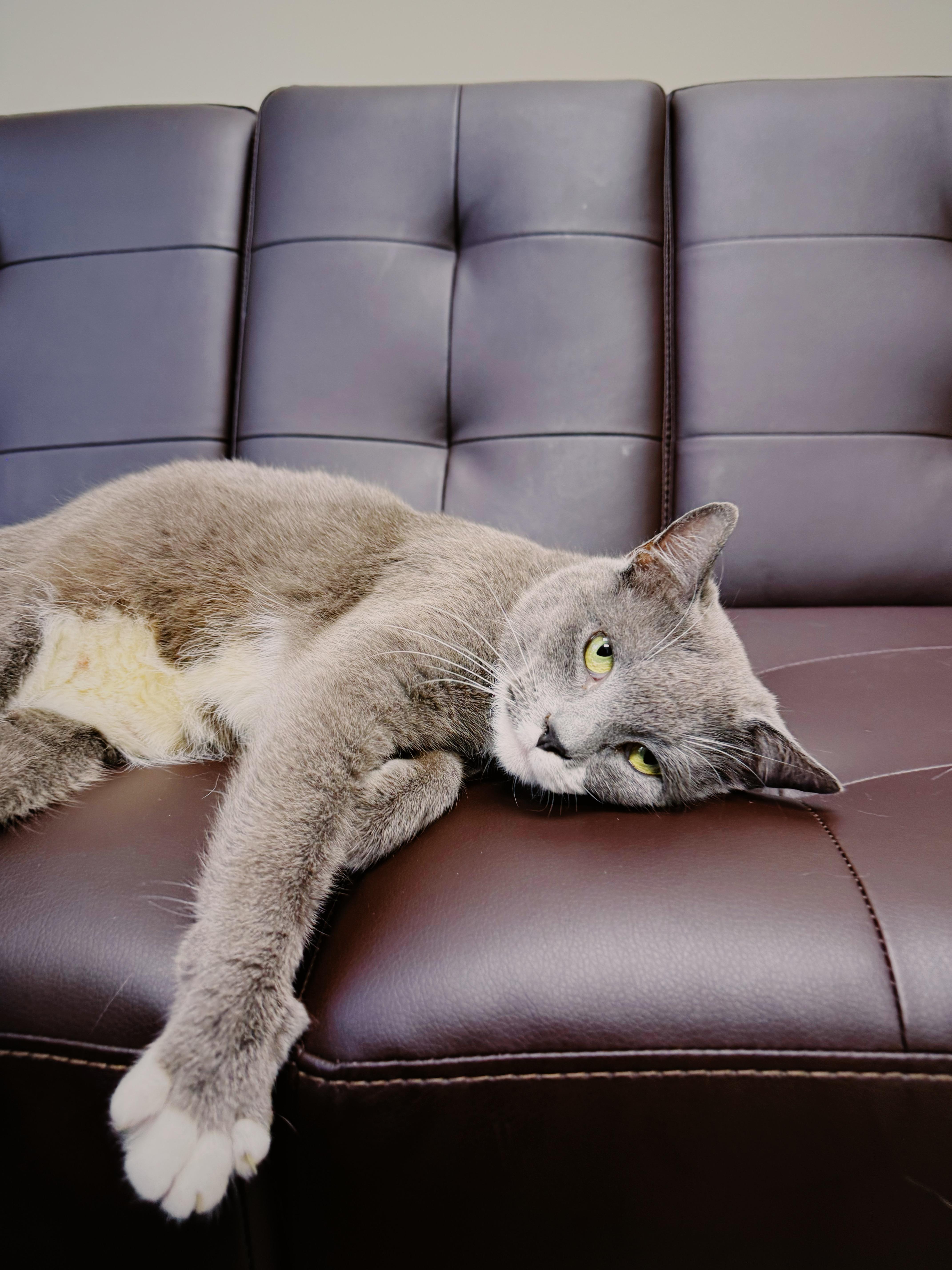 Enlarge Evie, an adopted mixed breed in BOONE, NC image 3/3