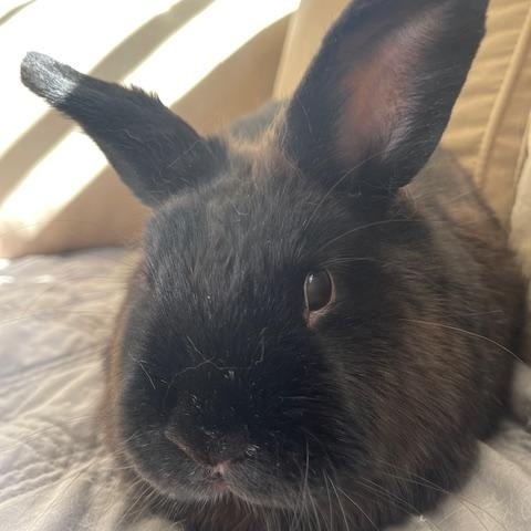 isabella, ADOPTABLE, Adult Female Bunny Rabbit.
