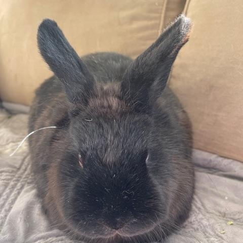 Enlarge isabella, a ADOPTABLE mixed breed in Birmingham, AL image 3/3