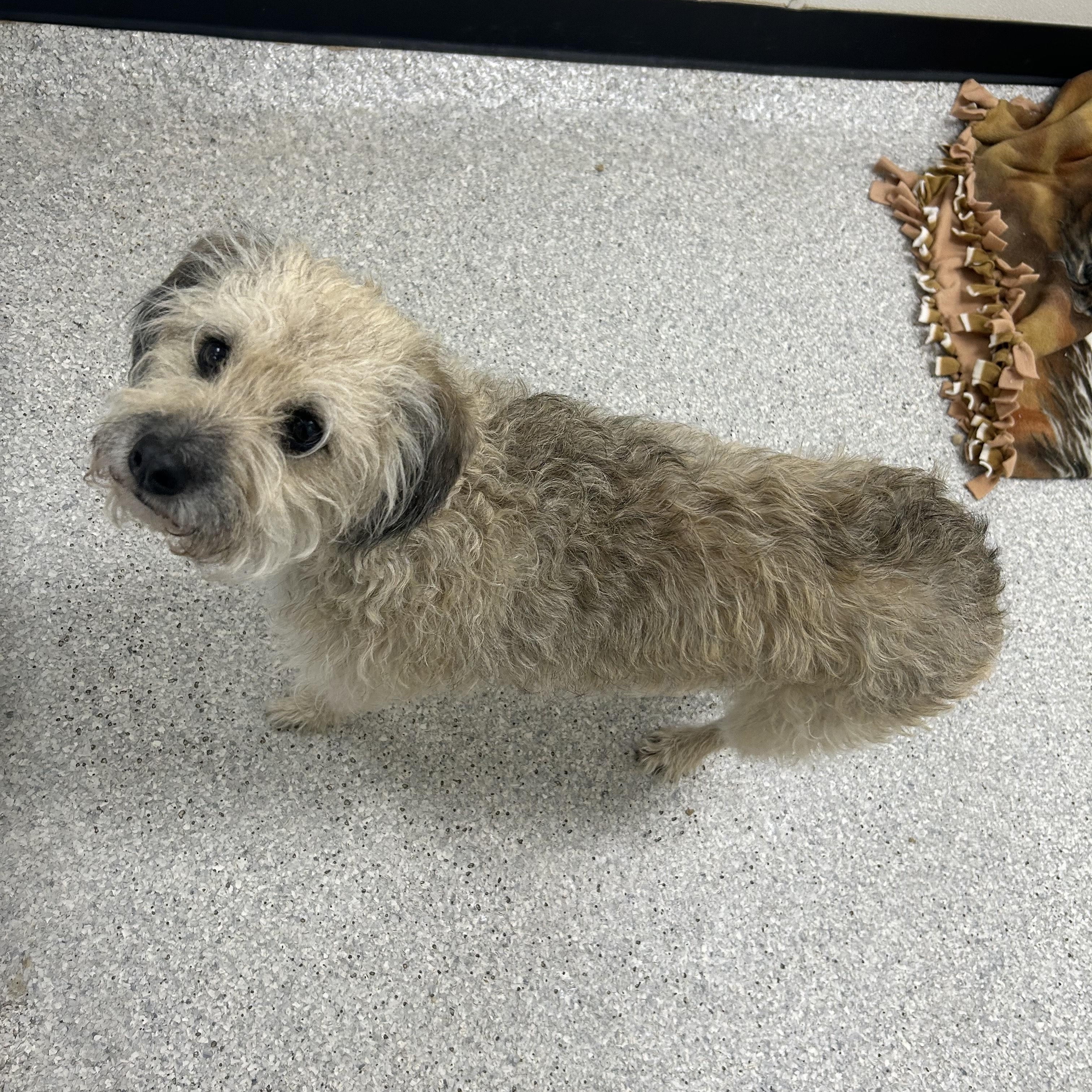 May, an adoptable Mixed Breed in Lake Havasu City, AZ, 86406 | Photo Image 1