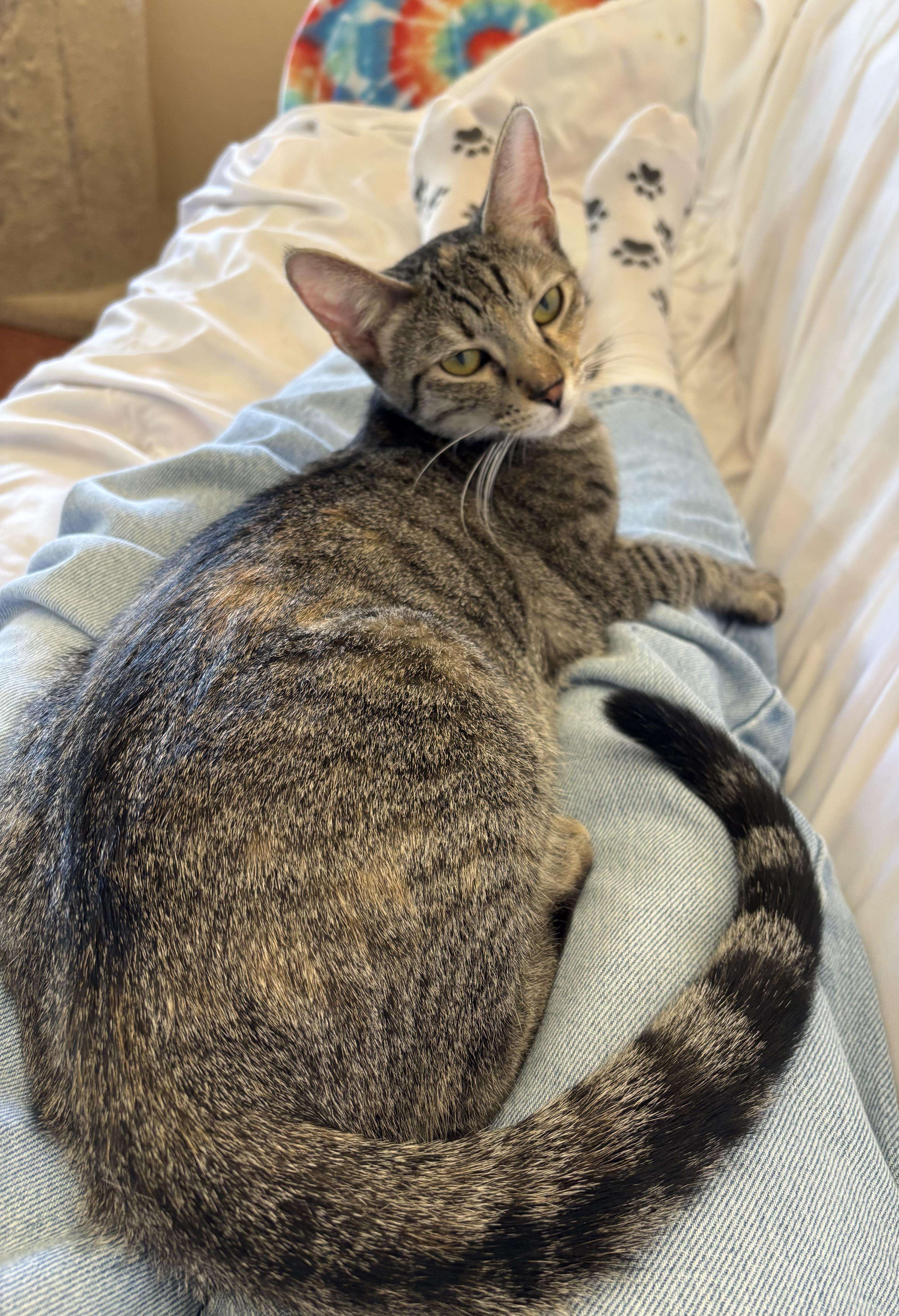 Enlarge Rose, an adoptable Domestic Short Hair in Sierra Vista, AZ image 2/4