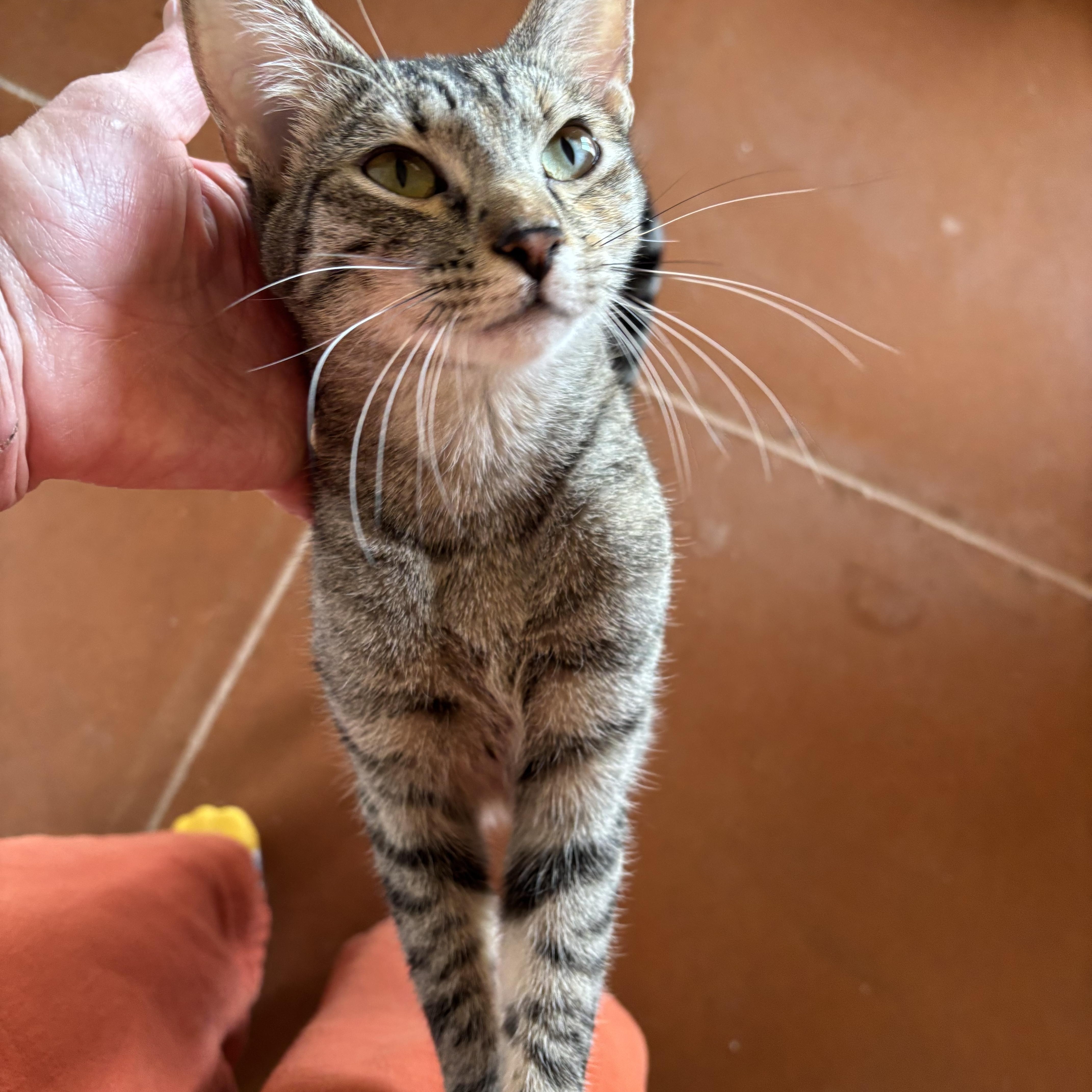 Enlarge Rose, an adoptable Domestic Short Hair in Sierra Vista, AZ image 4/4