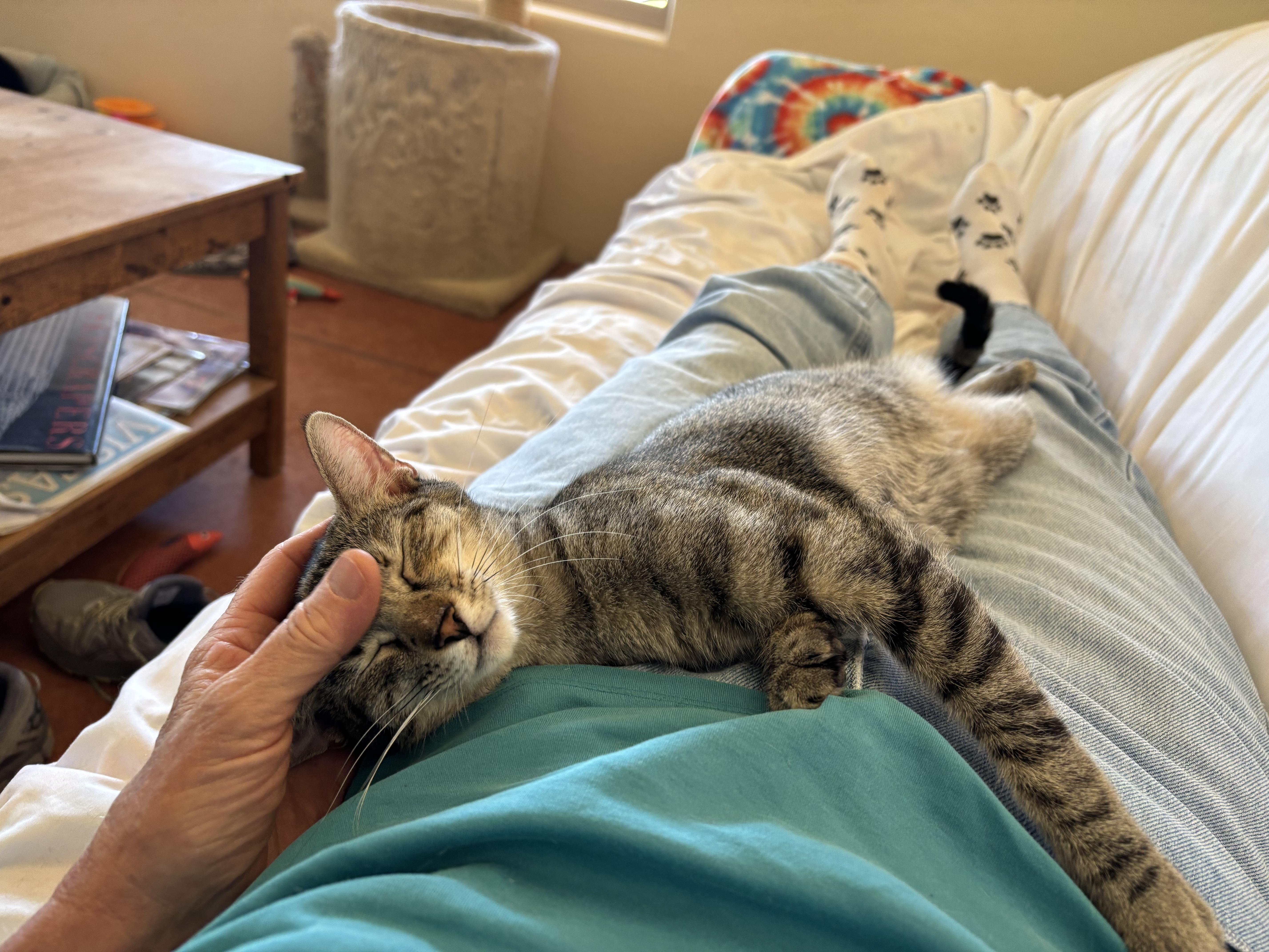 Enlarge Rose, an adoptable Domestic Short Hair in Sierra Vista, AZ image 3/4