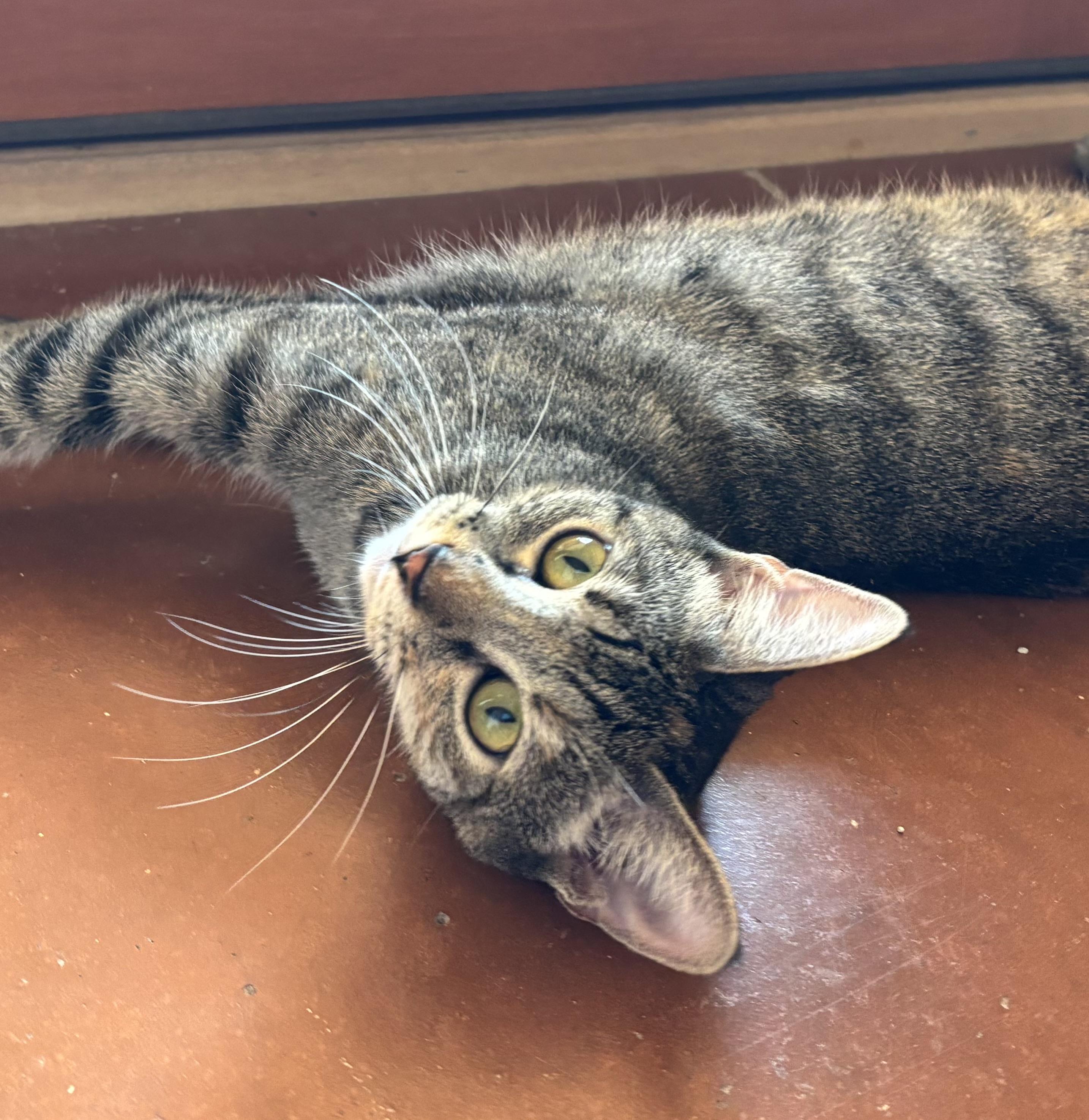 Rose, adoptable, Young Female Domestic Short Hair.