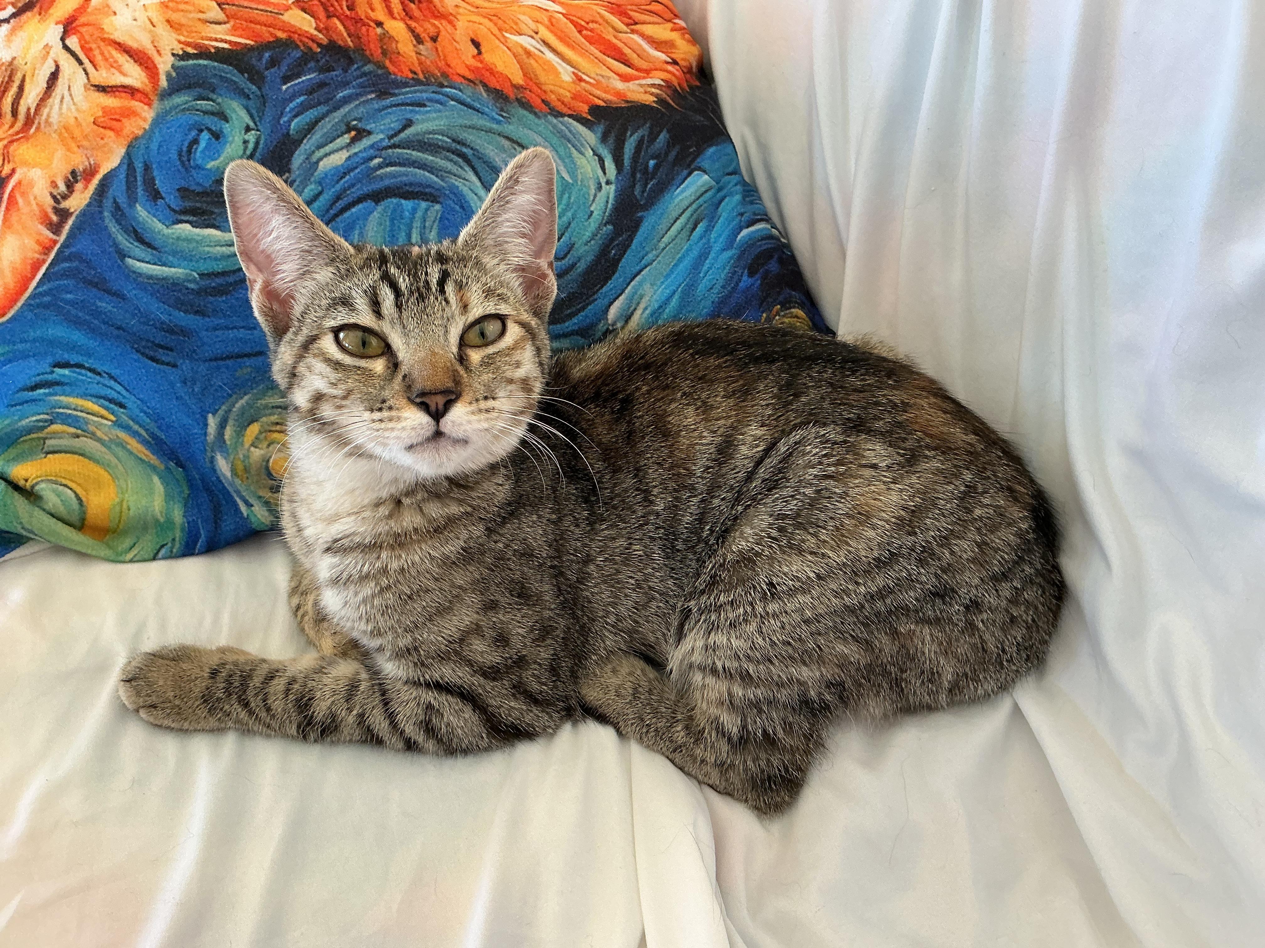 Rose, Adoptable, Young Female Domestic Short Hair.