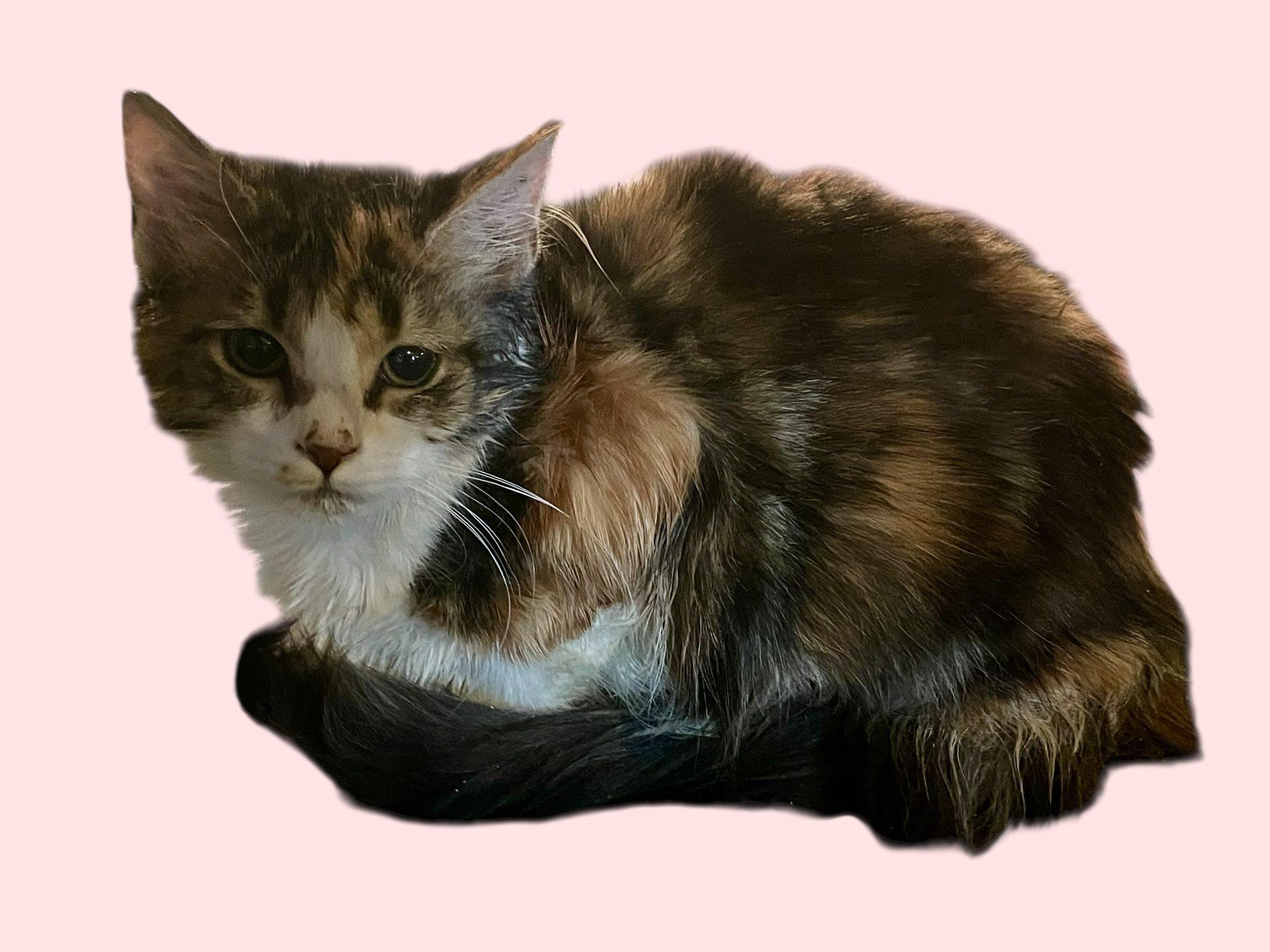 Long Haired Calico Kitten - Female - 4 Months Old