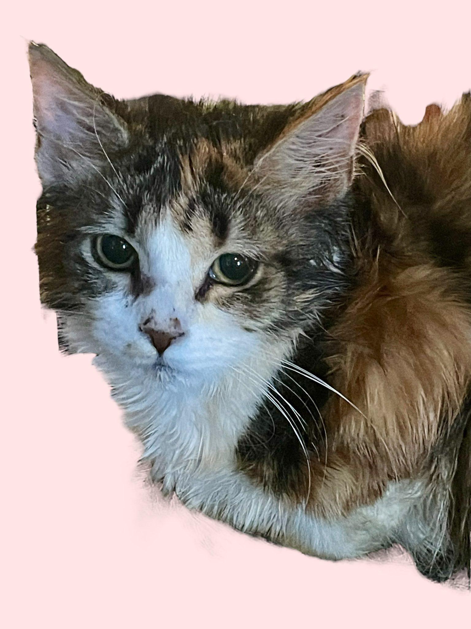 Long Haired Calico Kitten - Female - 4 Months Old