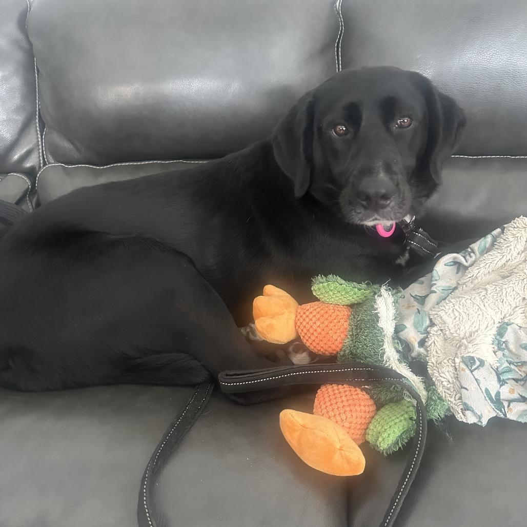 Nyla