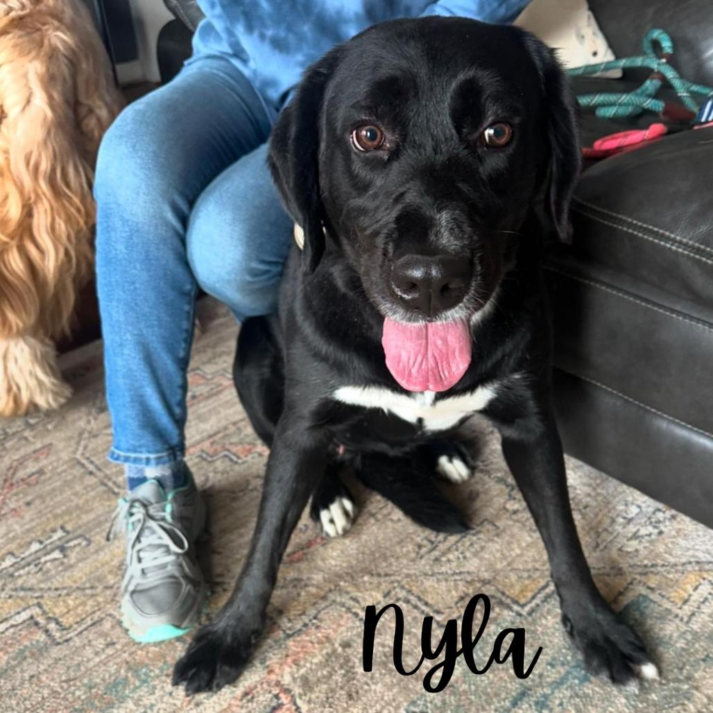 Nyla 3