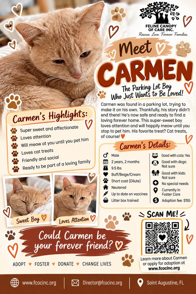 Carmen, Adoptable, Young Male American Shorthair.
