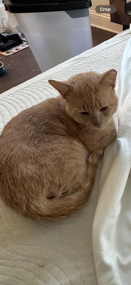 Enlarge Carmen, a Adoptable American Shorthair in Saint Augustine, FL image 2/3