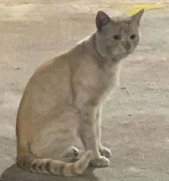 Enlarge Carmen, a Adoptable American Shorthair in Saint Augustine, FL image 3/3