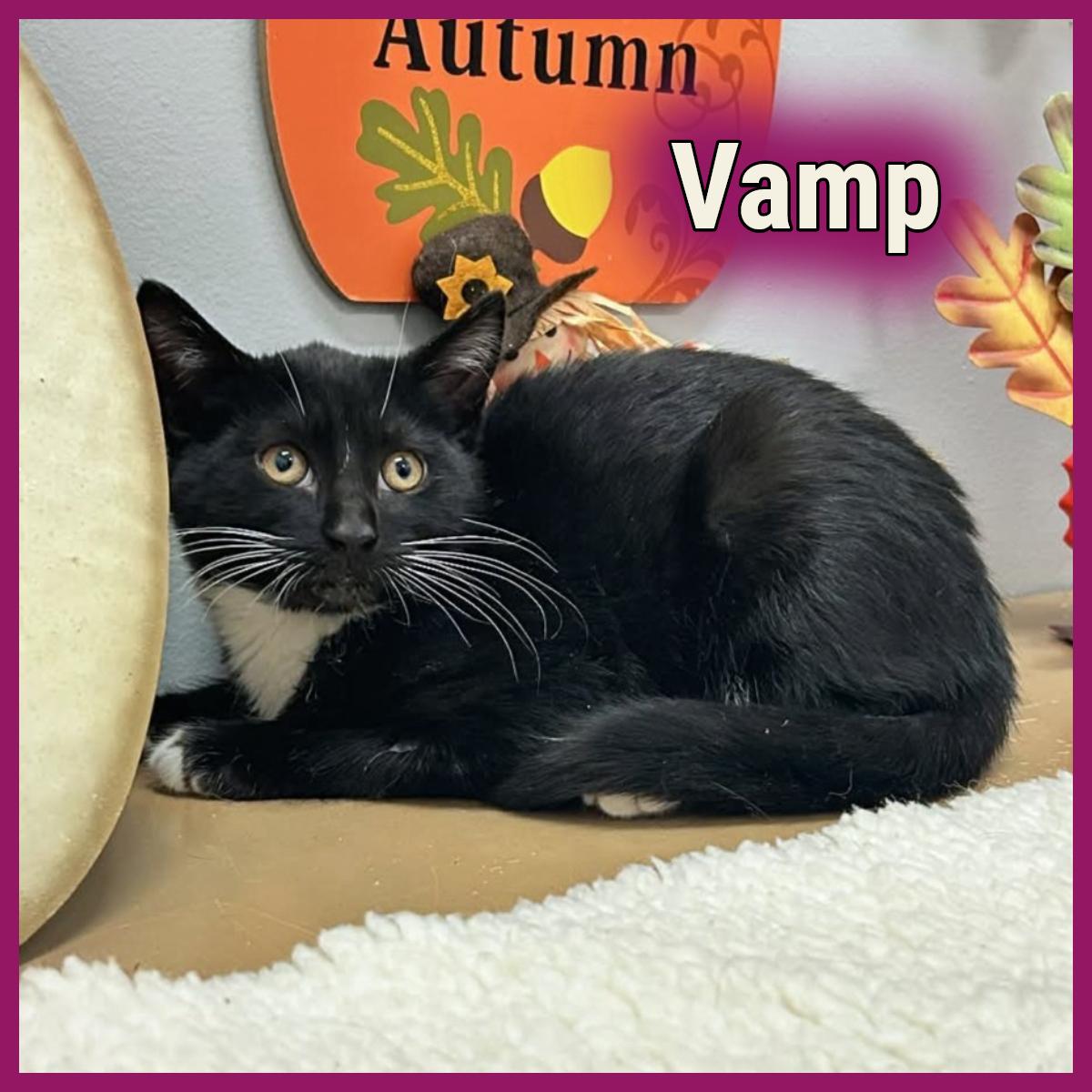 Vamp, adopted, Kitten Female Domestic Short Hair.