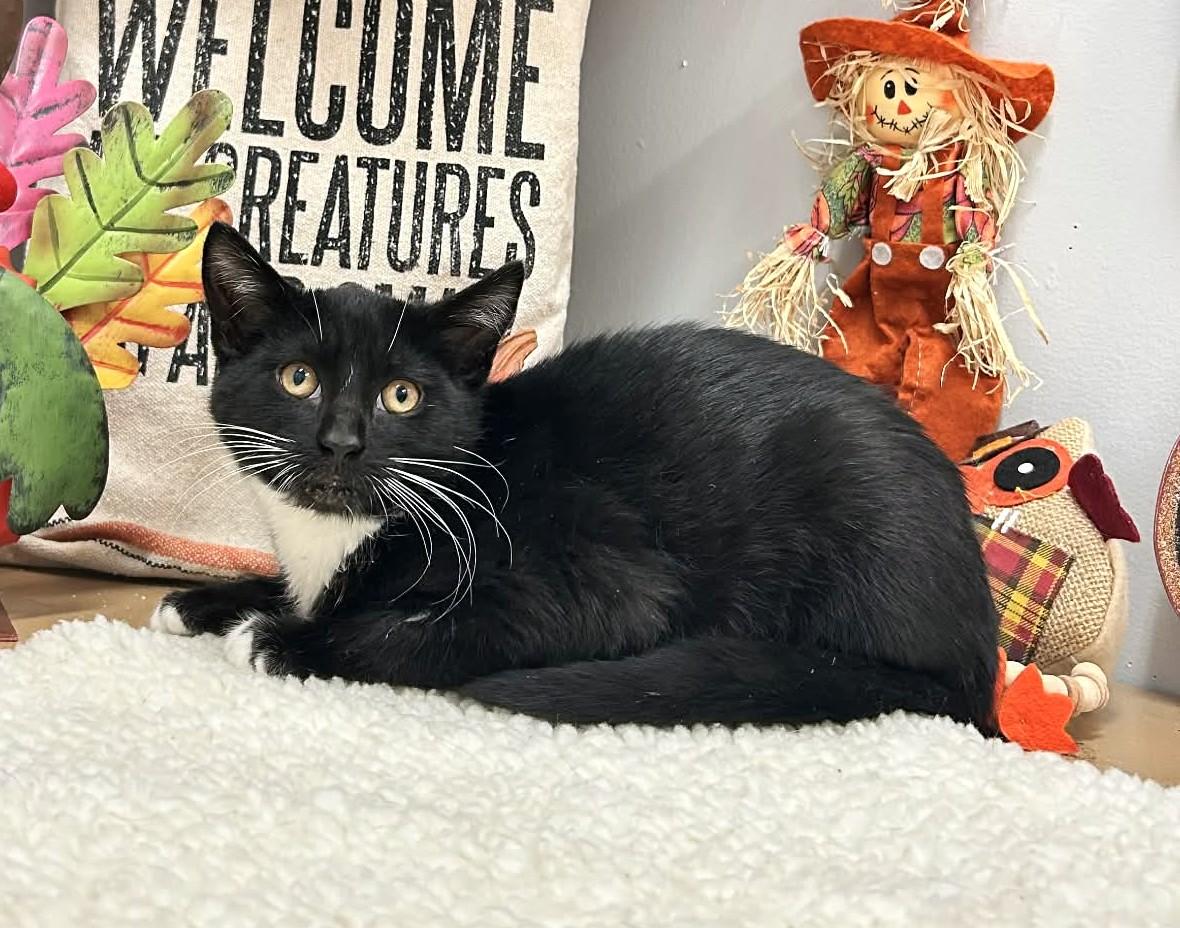 Enlarge Vamp, an adopted mixed breed in Wedowee, AL image 4/5