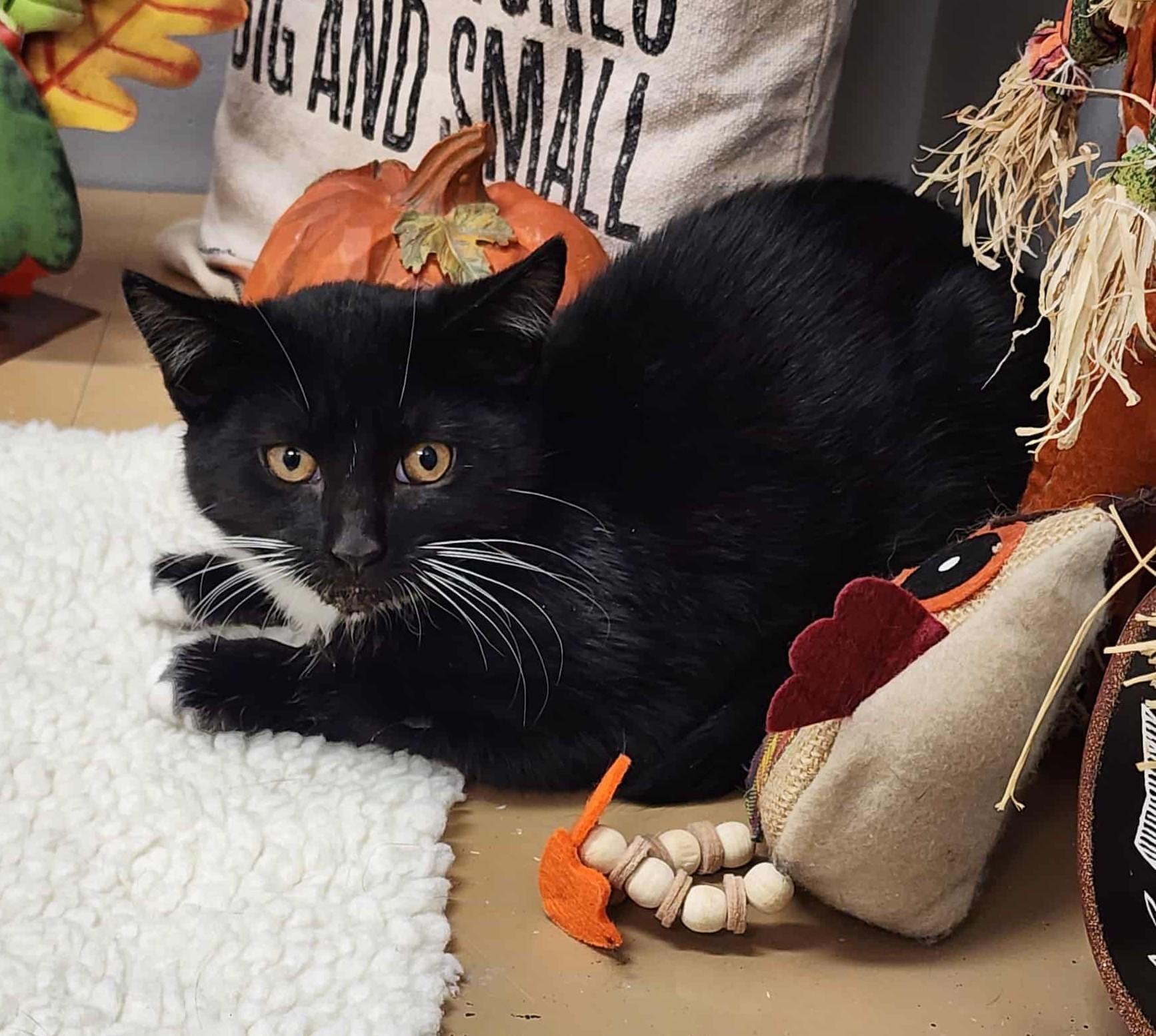 Enlarge Vamp, an adopted mixed breed in Wedowee, AL image 5/5