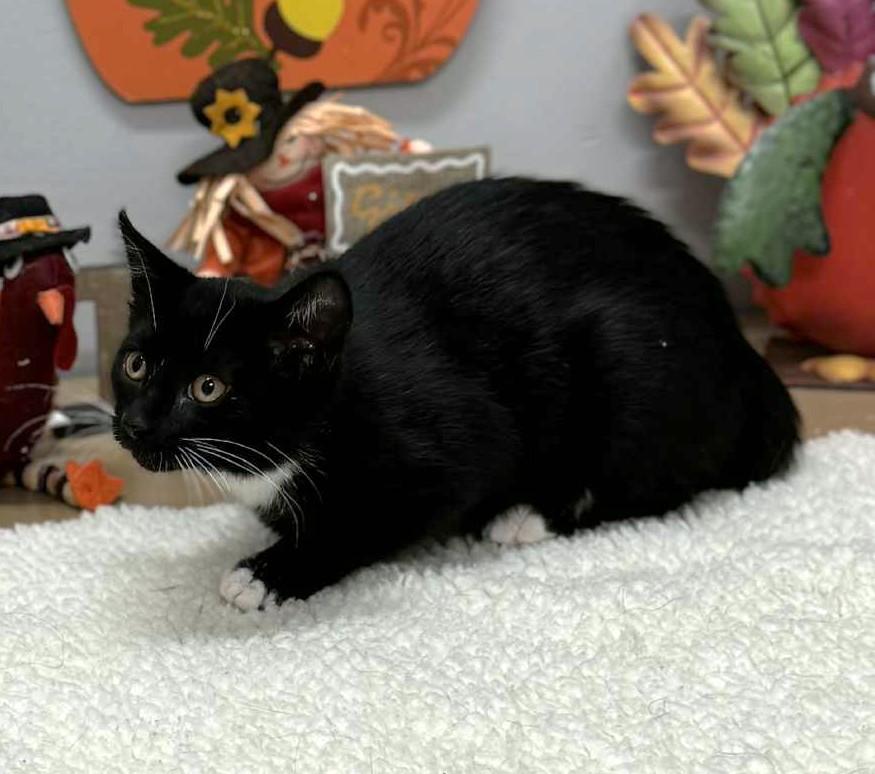 Enlarge Vamp, an adopted mixed breed in Wedowee, AL image 3/5