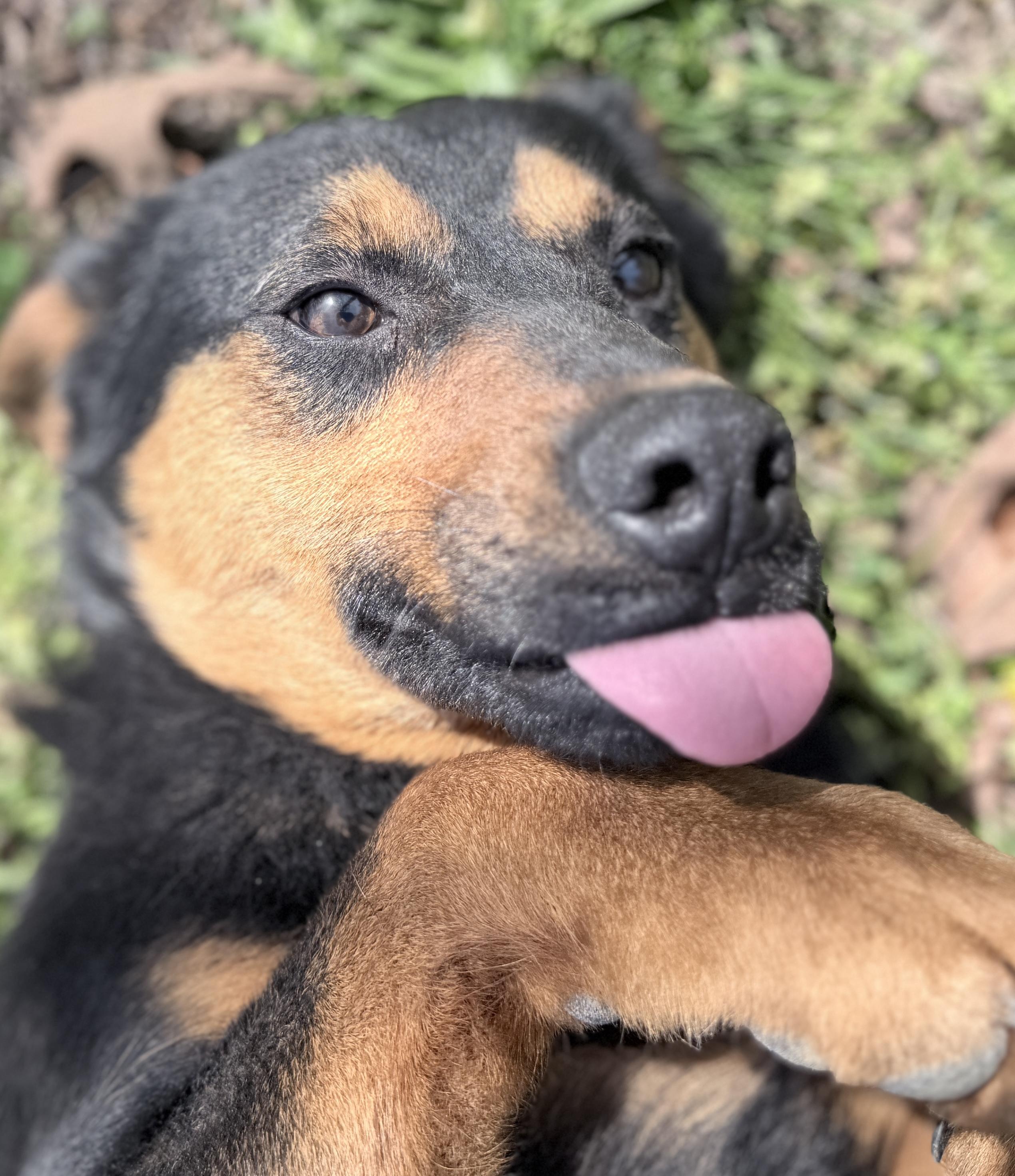 Roman, ADOPTABLE, Young Male Australian Cattle Dog / Blue Heeler.