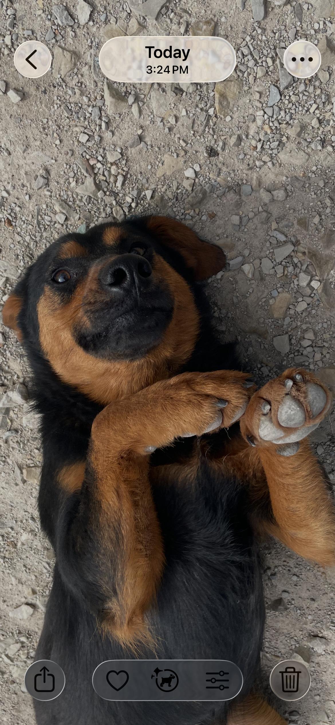 Enlarge Roman, a ADOPTABLE mixed breed in Horseshoe Bend, AR image 2/4