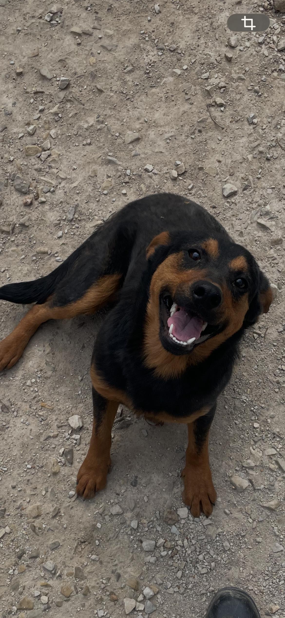 Enlarge Roman, a ADOPTABLE mixed breed in Horseshoe Bend, AR image 1/4