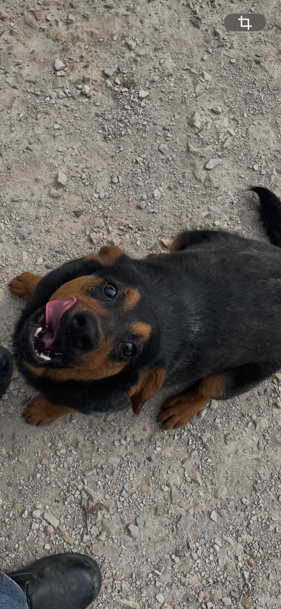Enlarge Roman, a ADOPTABLE mixed breed in Horseshoe Bend, AR image 3/4