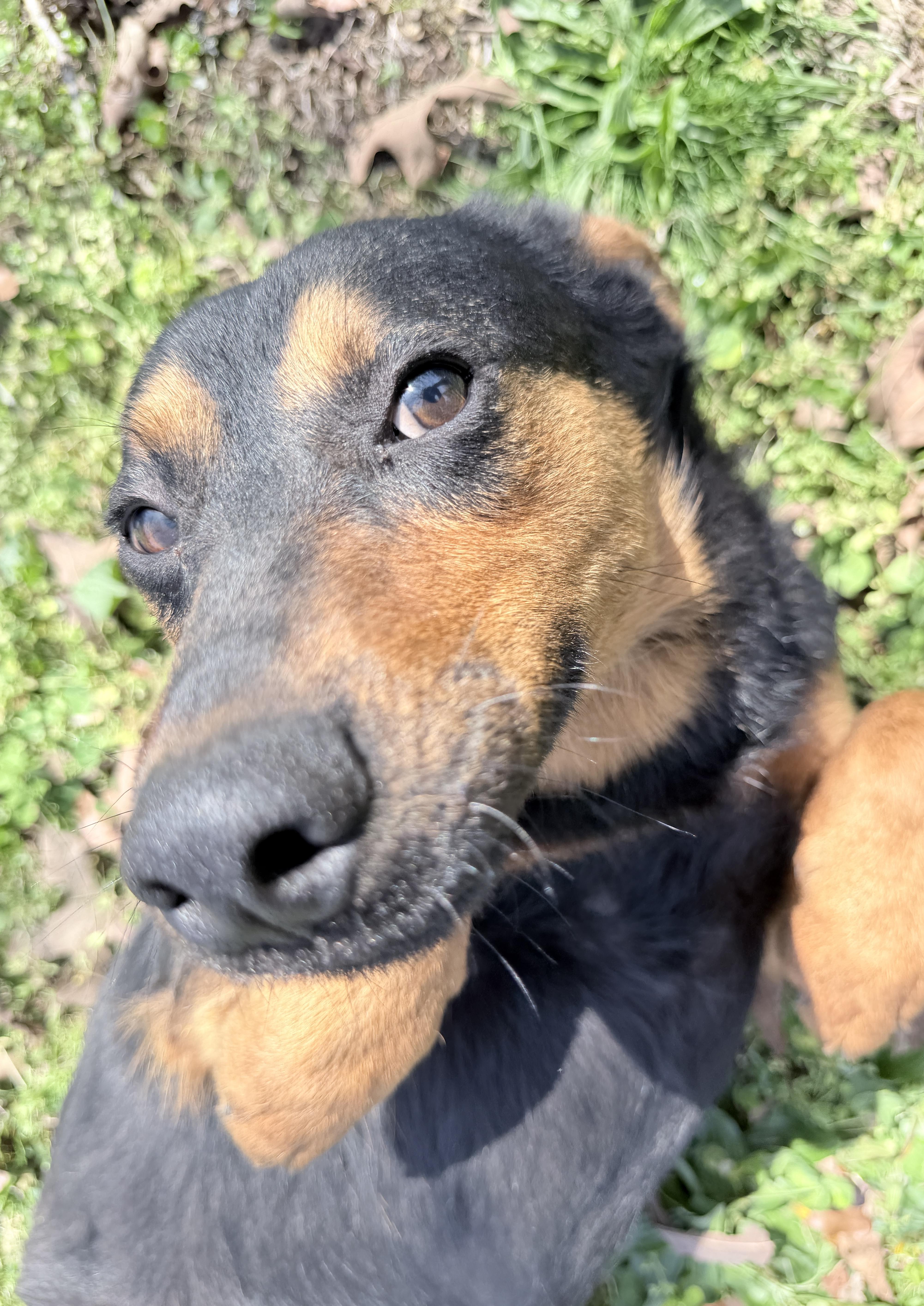 Roman, a ADOPTABLE mixed breed in Horseshoe Bend, AR image 5/6