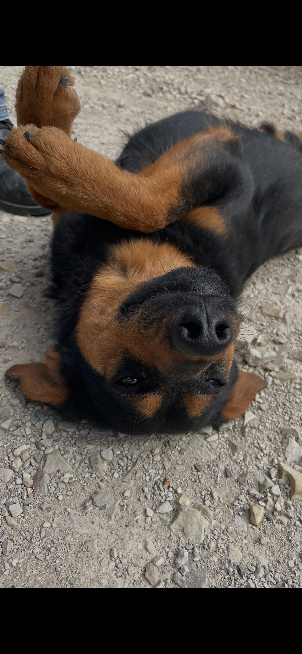 Enlarge Roman, a ADOPTABLE mixed breed in Horseshoe Bend, AR image 4/4