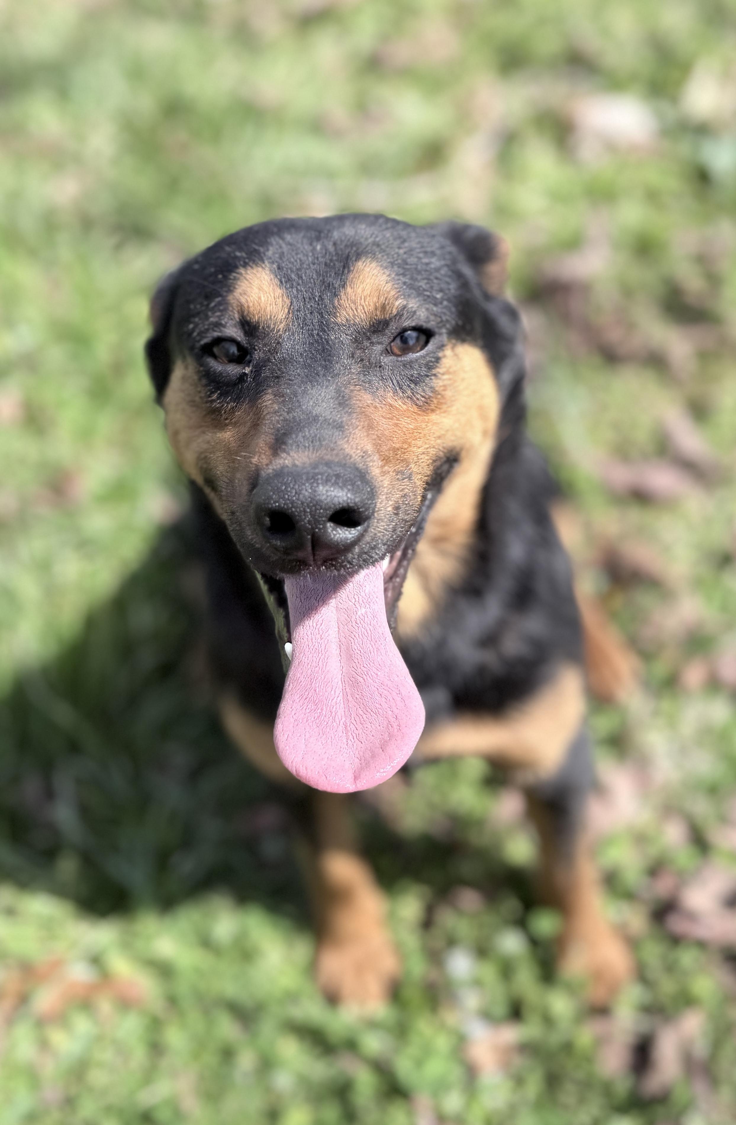 Roman, a ADOPTABLE mixed breed in Horseshoe Bend, AR image 3/6