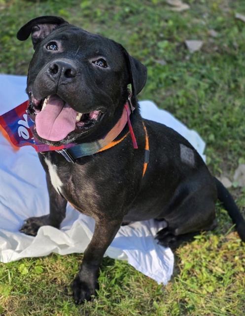 CROW, Adoptable, Adult Male Terrier & Mixed Breed.