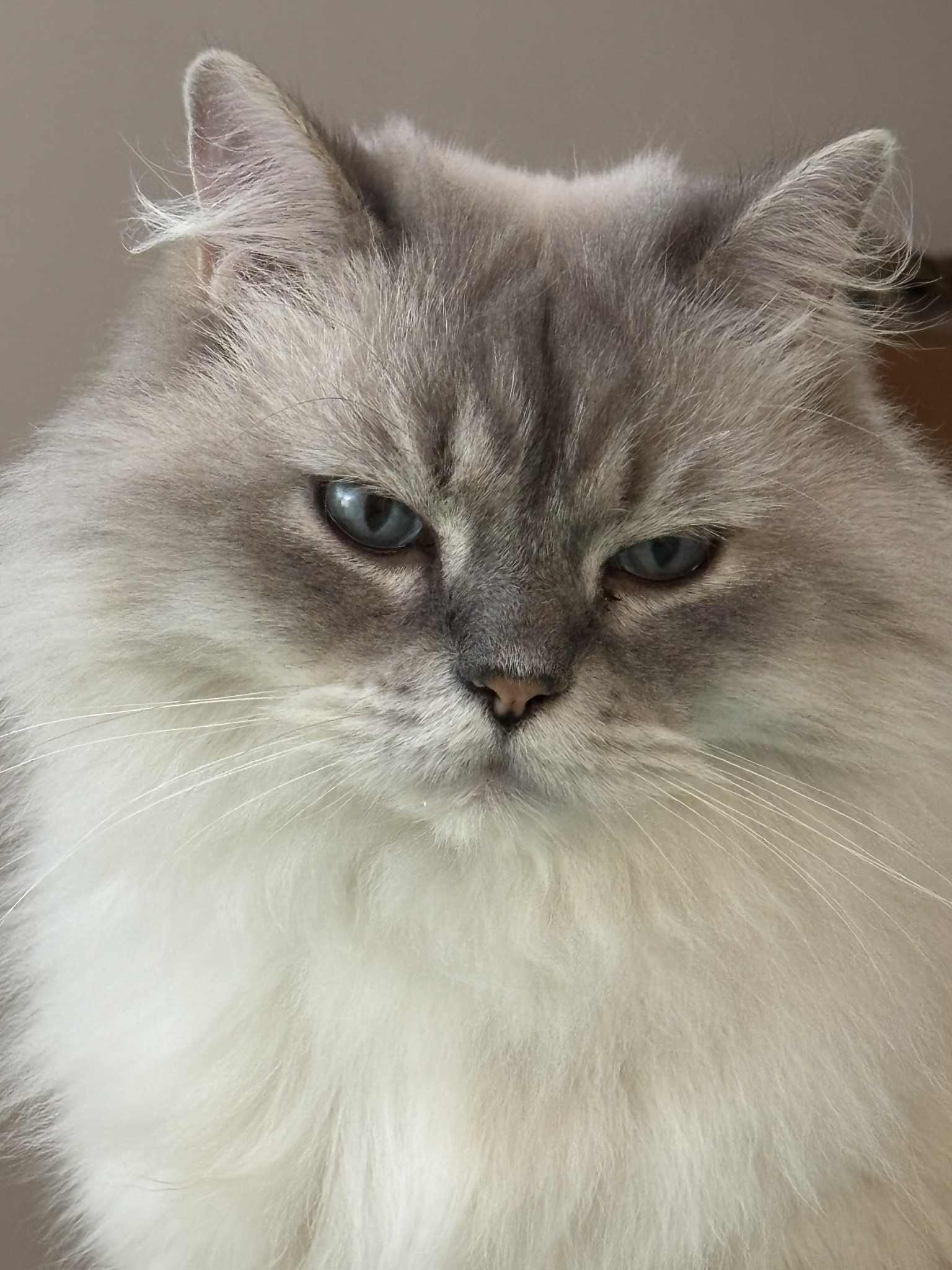 Moana, a Adoptable Abyssinian in Montreal, QC image 2/6