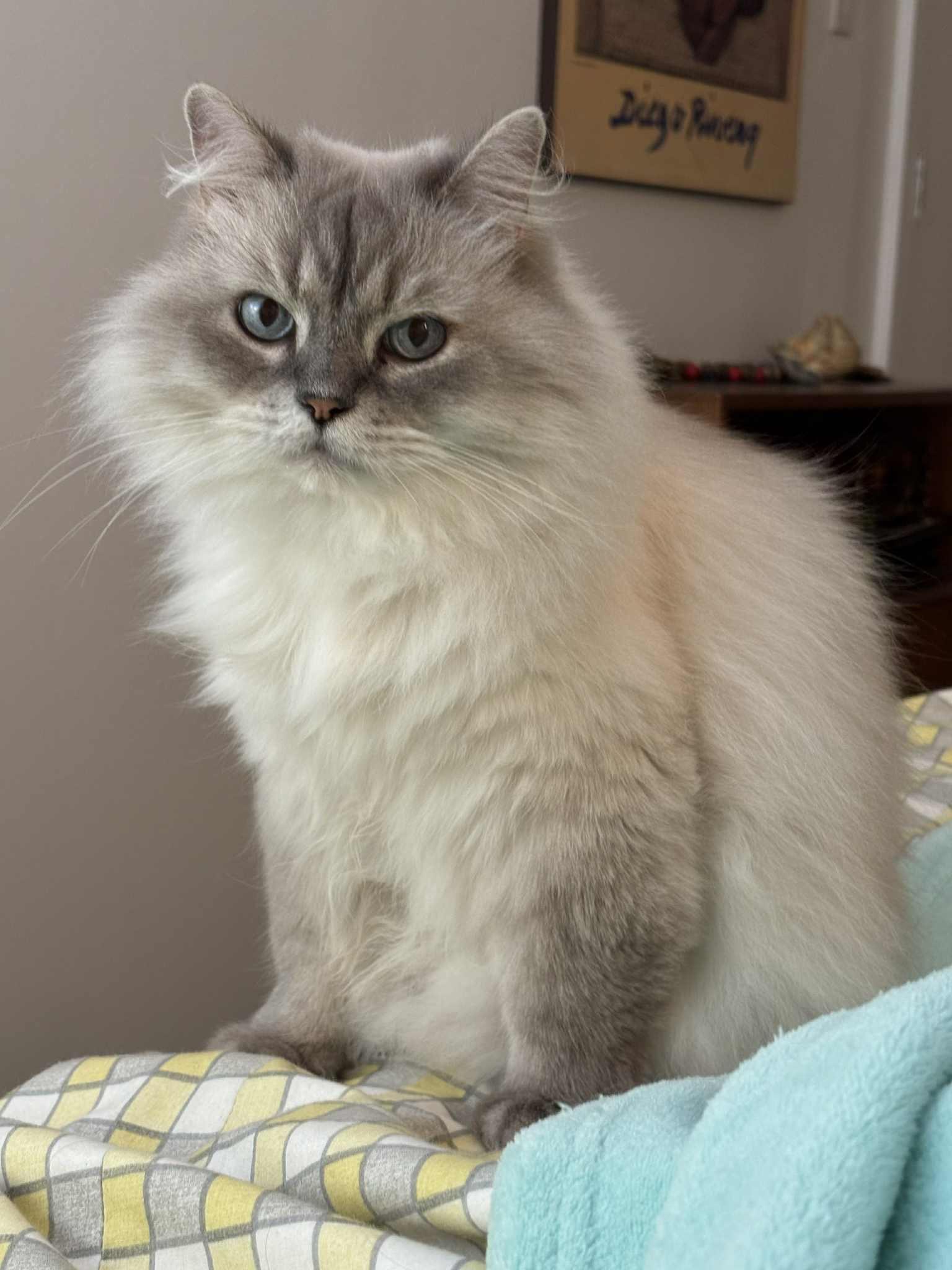 Moana, a Adoptable Abyssinian in Montreal, QC image 3/6