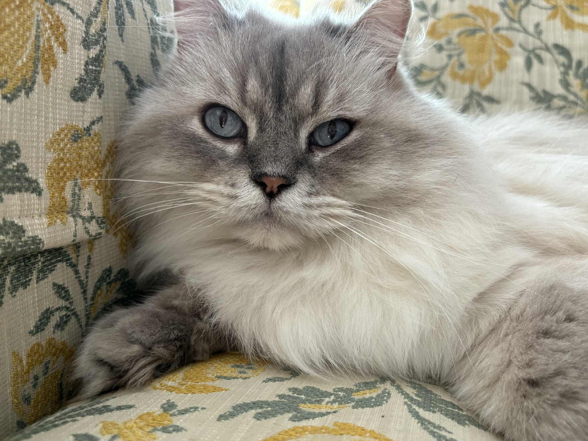 Moana, Adoptable, Adult Male Abyssinian.