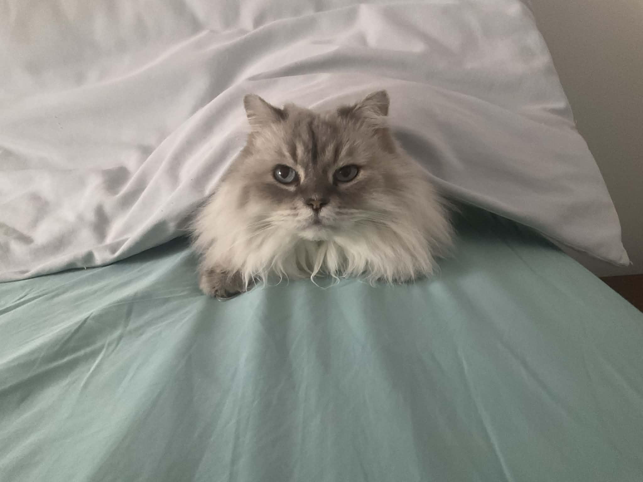 Moana, an adopted Himalayan in Montreal, QC image 6/6