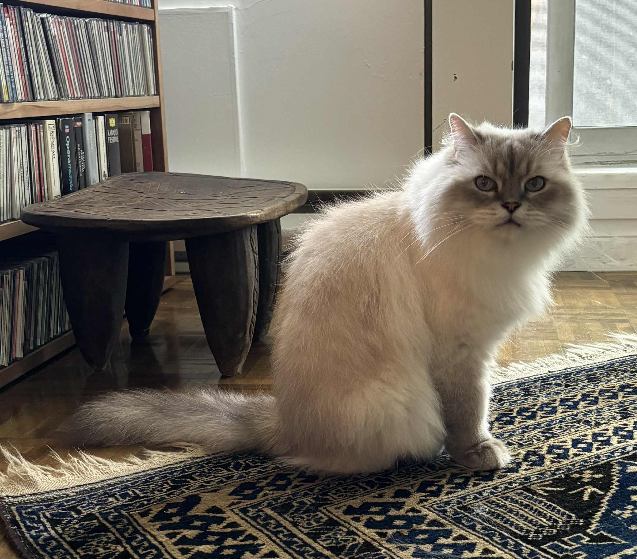 Moana, a Adoptable Abyssinian in Montreal, QC image 4/6