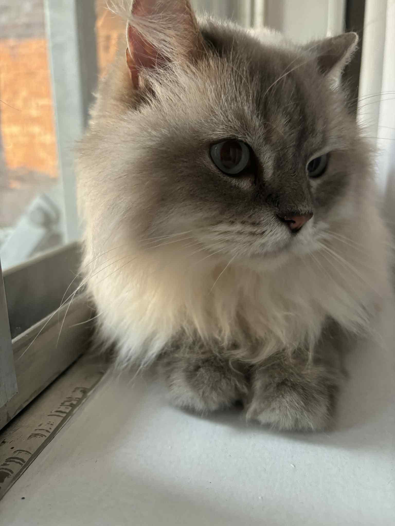 Moana, a Adoptable Abyssinian in Montreal, QC image 5/6