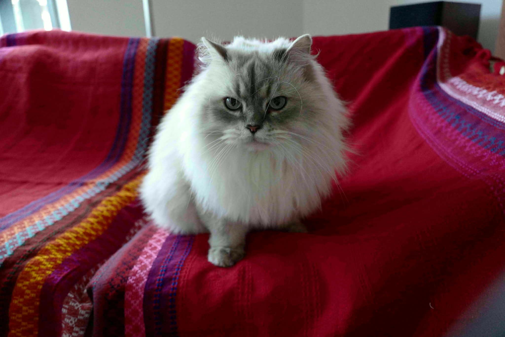 Moana, adopted, Adult Male Himalayan.