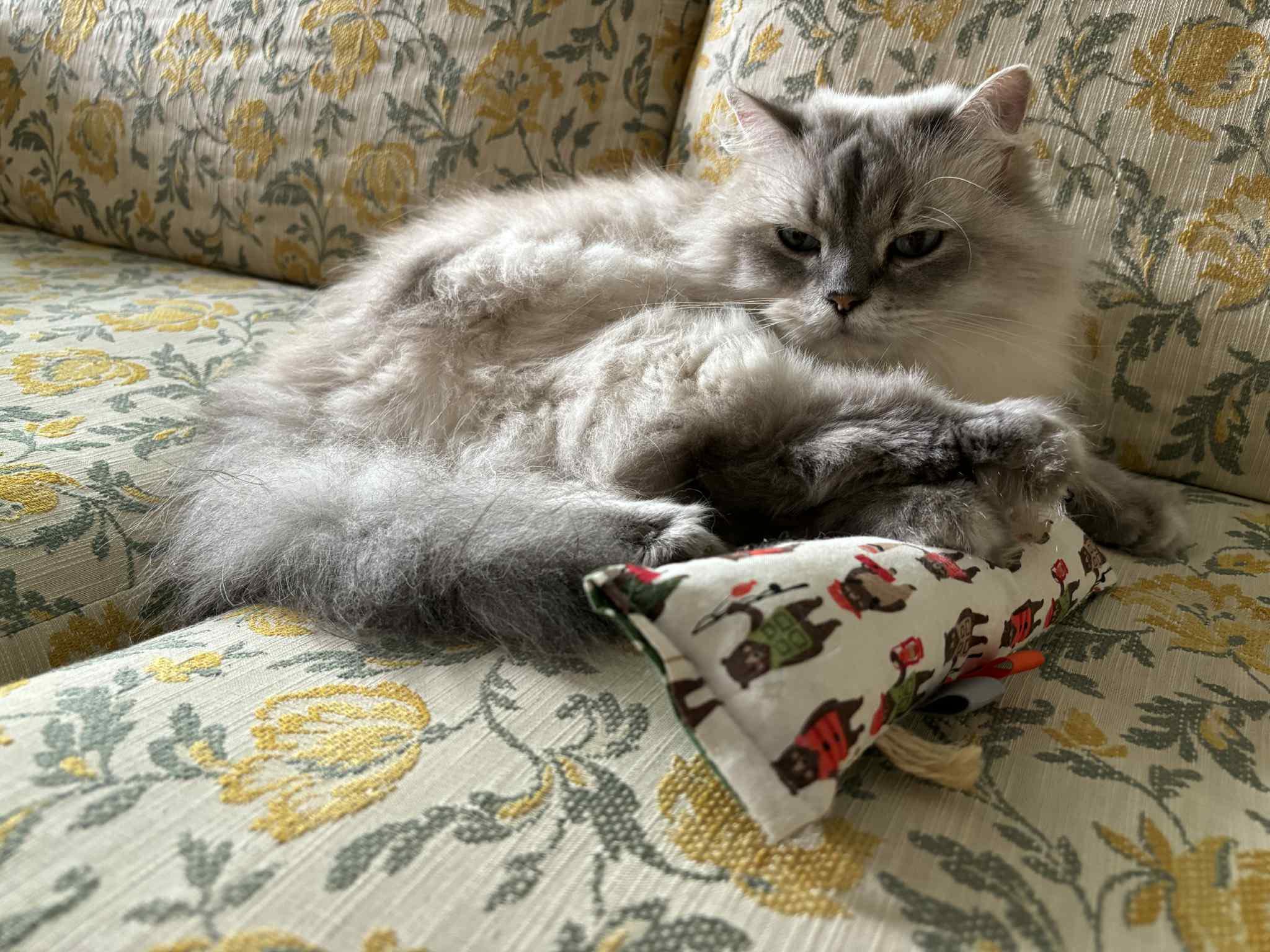 Moana, a Adoptable Abyssinian in Montreal, QC image 6/6